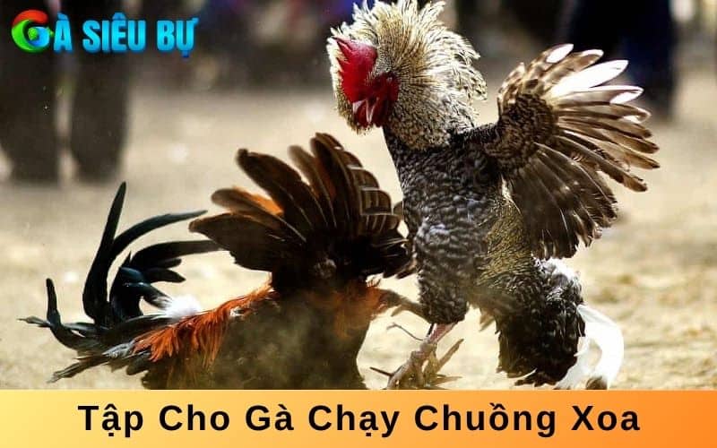 Tập chơi gà đá mé chạy chuồng xoay giúp linh hoạt hơn khi thi đấu Tập chơi gà đá mé chạy chuồng xoay giúp linh hoạt hơn khi thi đấu