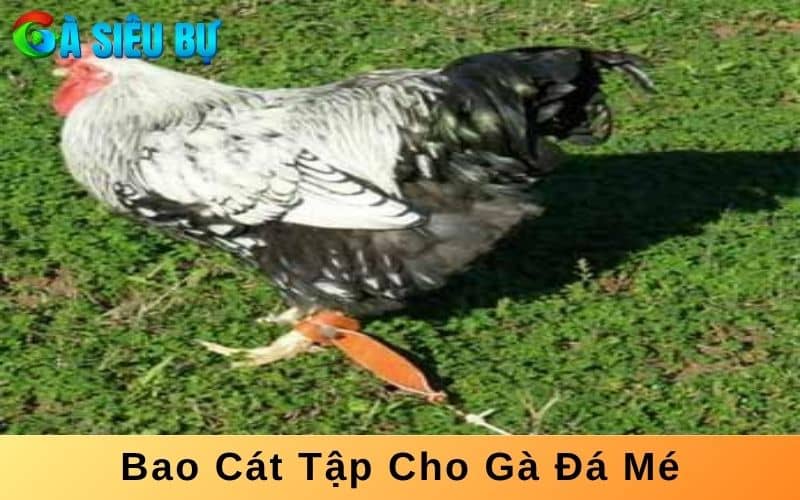 Tập luyện cho gà đá mé với bao cát Tập luyện cho gà đá mé với bao cát
