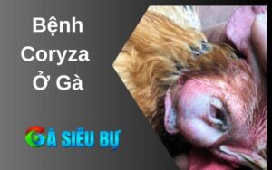 bệnh coryza ở gà