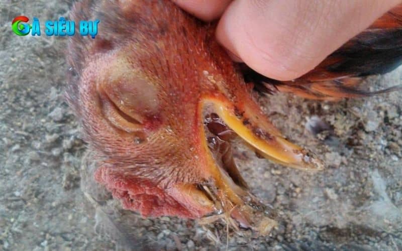 Bệnh coryza ở gà có nhiều nguyên nhân gây ra mà sư kê cần nên biết Bệnh coryza ở gà có nhiều nguyên nhân gây ra mà sư kê cần nên biết