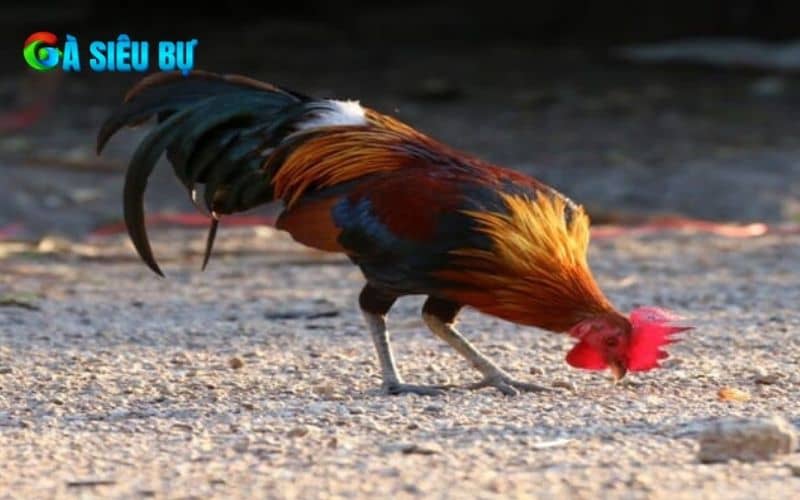 Các dấu hiệu nhận biết gà bị lệch đuôi Các dấu hiệu nhận biết gà bị lệch đuôi
