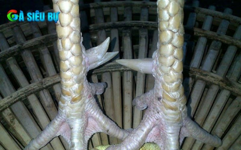 Cách nhận biết gà cựa lục đinh Cách nhận biết gà cựa lục đinh