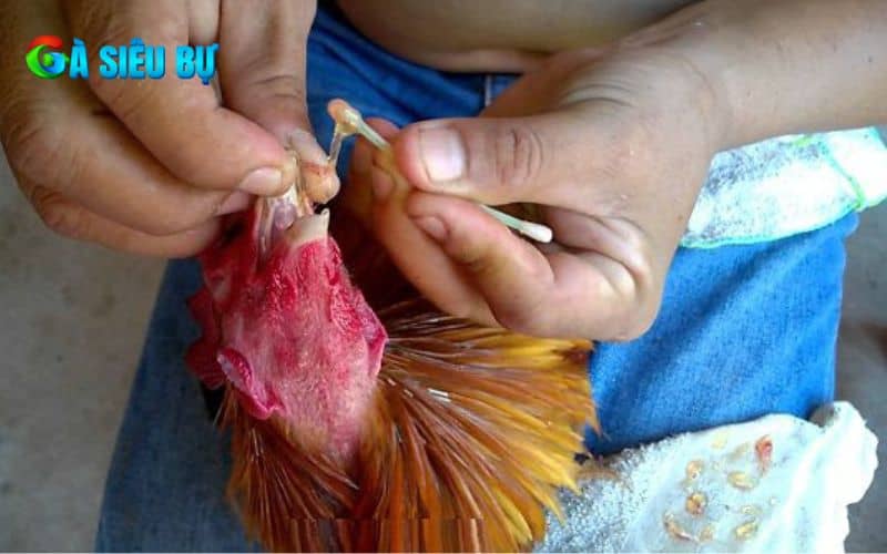 Chế độ dinh dưỡng cần thiết cho gà sau khi đá về Chế độ dinh dưỡng cần thiết cho gà sau khi đá về
