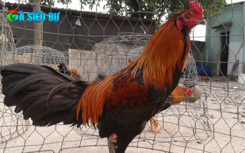 Cho gà nghỉ ngơi và theo dõi sức khỏe của gà thường xuyên Cho gà nghỉ ngơi và theo dõi sức khỏe của gà thường xuyên