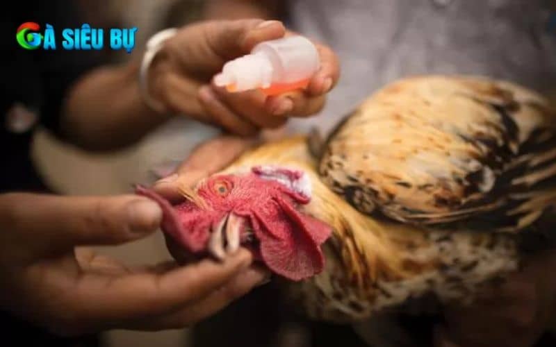 Điều trị bệnh coryza ở gà Điều trị bệnh coryza ở gà