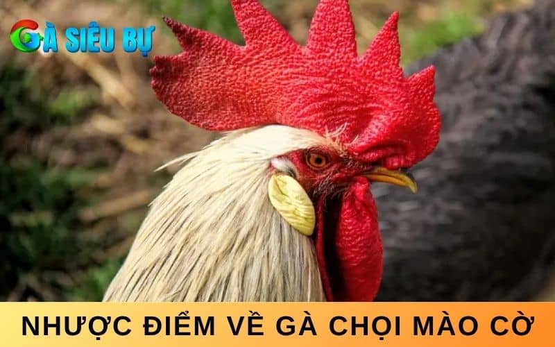 Do mào cờ lớn nên che tầm nhìn và dễ bị dính đòn ở phần mào Do mào cờ lớn nên che tầm nhìn và dễ bị dính đòn ở phần mào