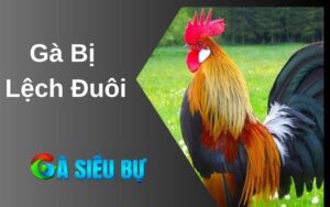 Gà bị lệch đuôi