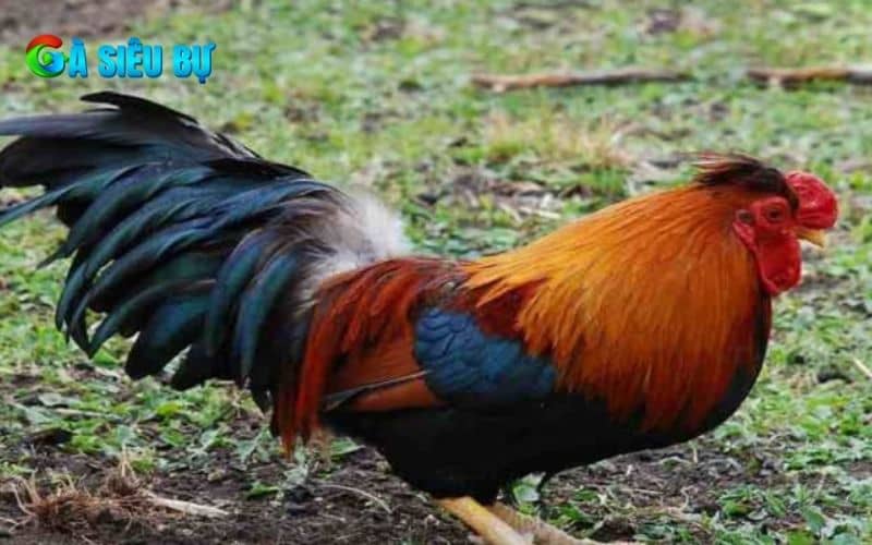 Gà bị lệch đuôi có thể là do dị tật, bị gà khác mổ đuôi hoặc thiếu chất dinh dưỡng Gà bị lệch đuôi có thể là do dị tật, bị gà khác mổ đuôi hoặc thiếu chất dinh dưỡng