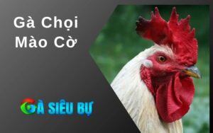 Gà Chọi Mào Cờ