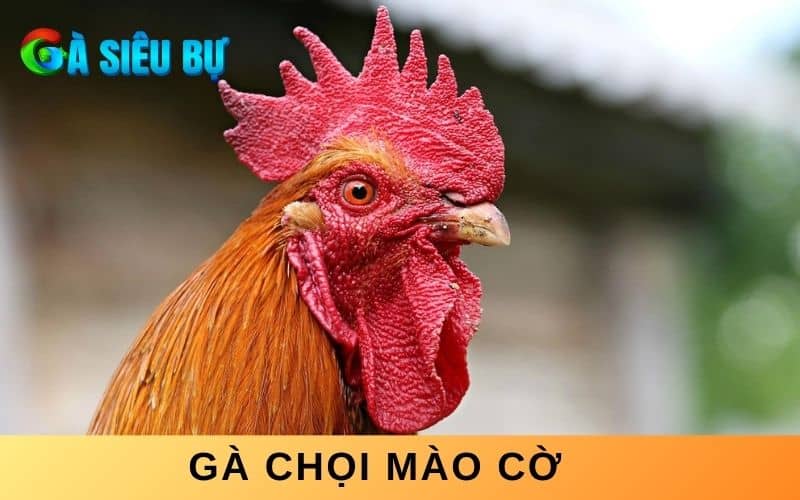 Gà chọi mào cờ là gà có mào to và dài như lá cờ Gà chọi mào cờ là gà có mào to và dài như lá cờ