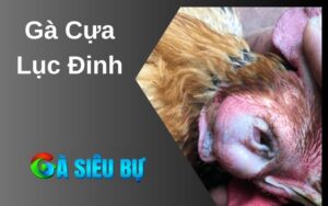 gà cựa lục đinh