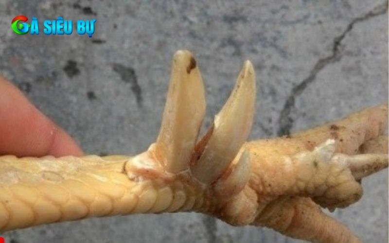 Gà cựa lục đinh là chiến kê sở hữu 6 cựa trên 2 chân Gà cựa lục đinh là chiến kê sở hữu 6 cựa trên 2 chân
