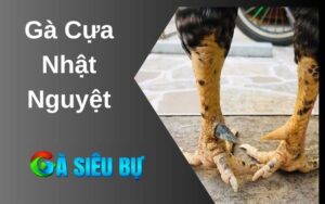 Gà cựa nhật nguyệt