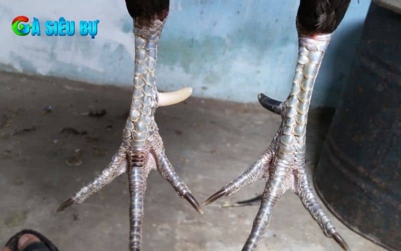 Gà cựa nhật nguyệt là chiến kê sở hữu một cựa trắng và bên cựa còn lại là màu đen Gà cựa nhật nguyệt là chiến kê sở hữu một cựa trắng và bên cựa còn lại là màu đen