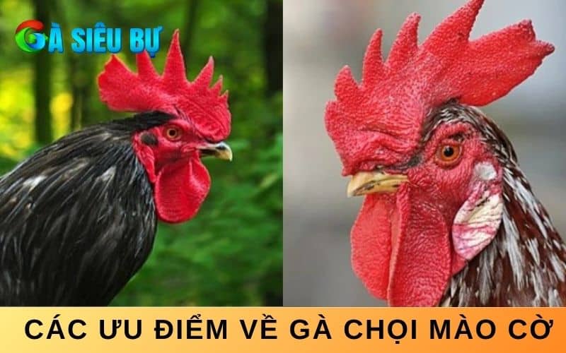 Gà mào cờ có ưu điểm là cảnh hoặc đúc mái Gà mào cờ có ưu điểm là cảnh hoặc đúc mái