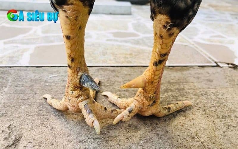 Những đặc điểm nhận biết gà cựa nhật nguyệt Những đặc điểm nhận biết gà cựa nhật nguyệt