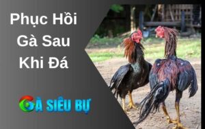 Phục Hồi Gà Sau Khi Đá