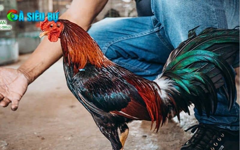 Phục hồi gà sau khi đá về sẽ giúp vết thương nhanh lành và giữ phong độ chiến đấu Phục hồi gà sau khi đá về sẽ giúp vết thương nhanh lành và giữ phong độ chiến đấu