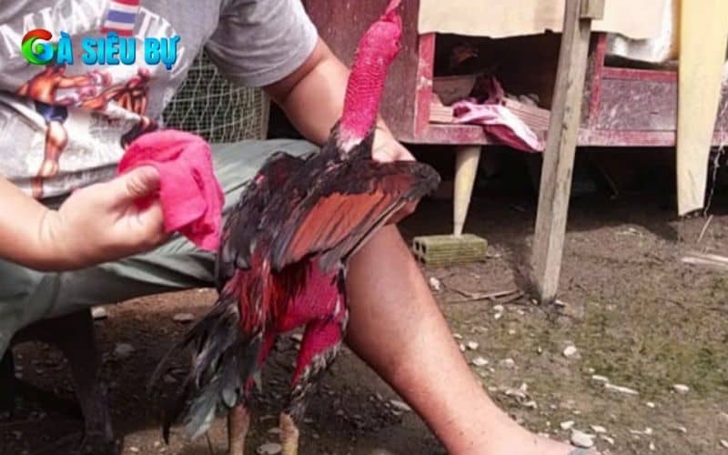 Vệ sinh cơ thể gà sau khi đá về Vệ sinh cơ thể gà sau khi đá về
