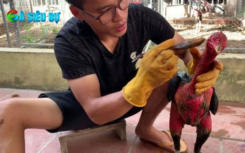 Xử lý vết thương của chiến kê sau khi kiểm tra Xử lý vết thương của chiến kê sau khi kiểm tra