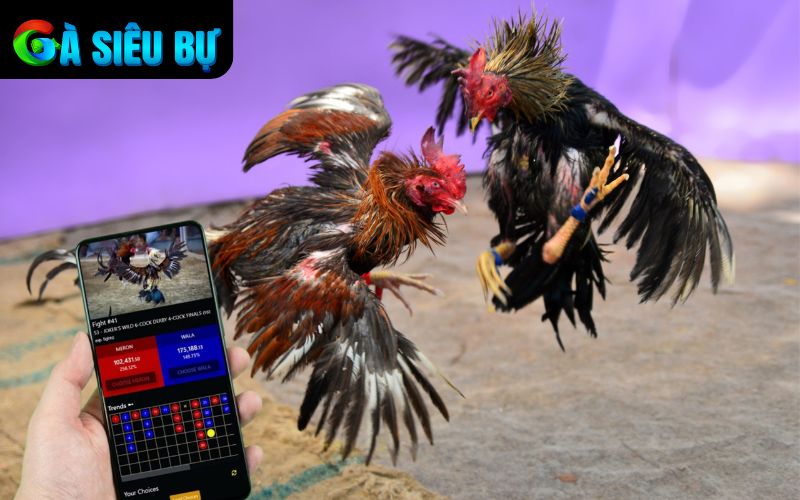 ALO789 phát sóng trực tiếp đá gà với hình ảnh sắc nét và nhiều góc quay cận cảnh ALO789 phát sóng trực tiếp đá gà với hình ảnh sắc nét và nhiều góc quay cận cảnh